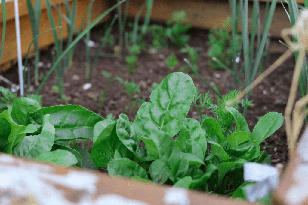 如何高效種植自家蔬菜