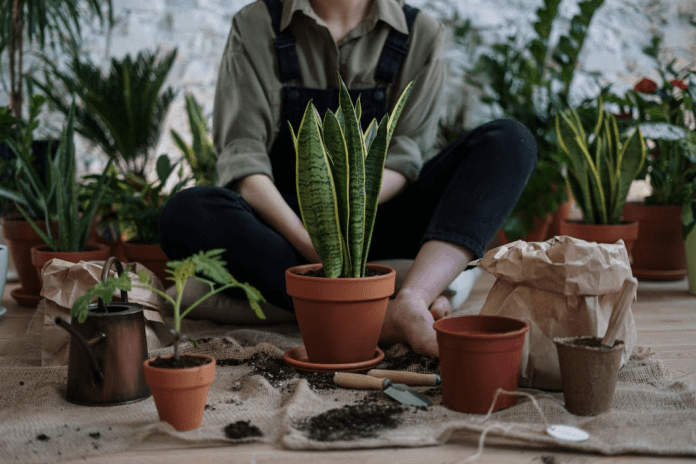 如何選擇植物土壤